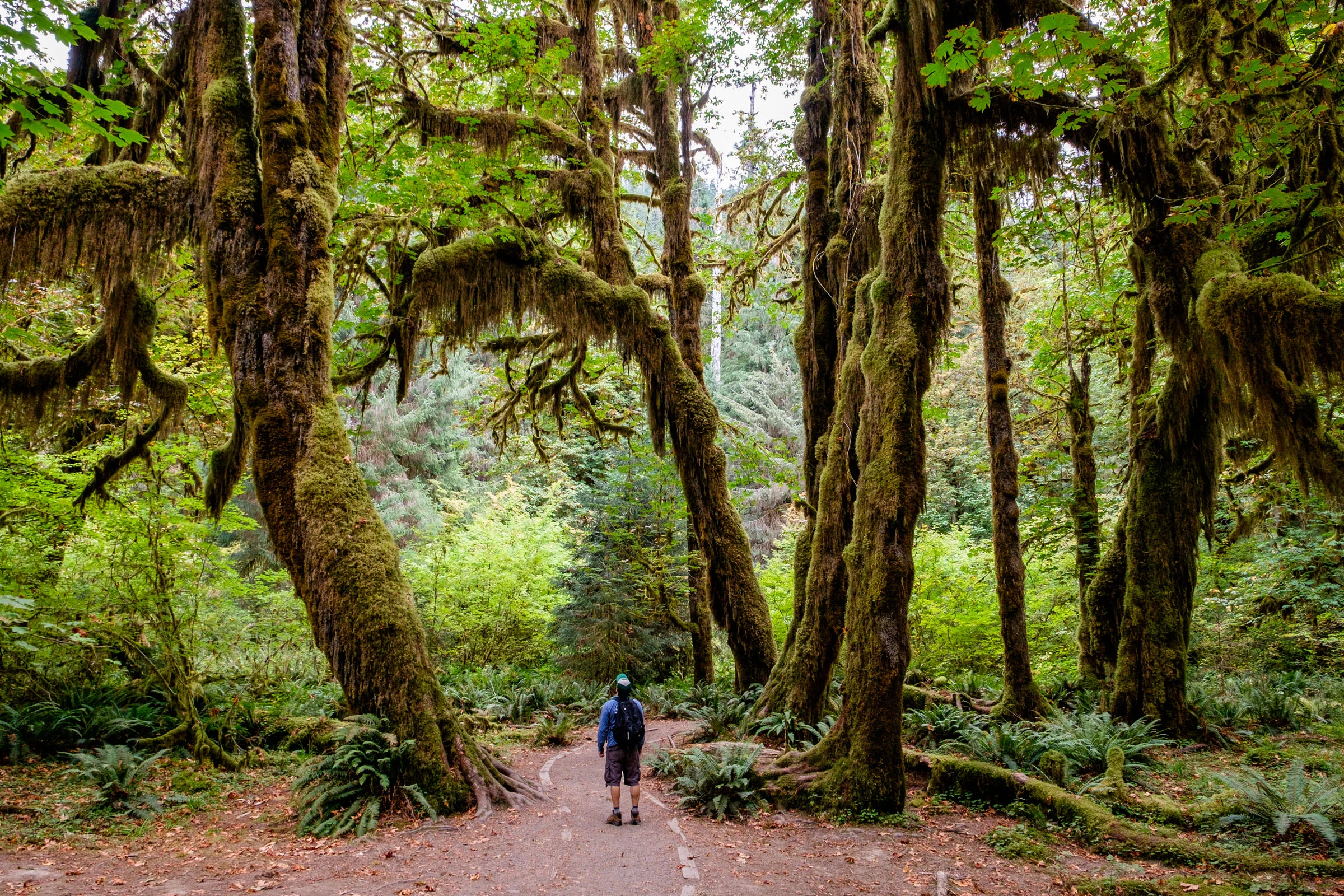 Национальный парк Олимпик (Olympic National Park)
